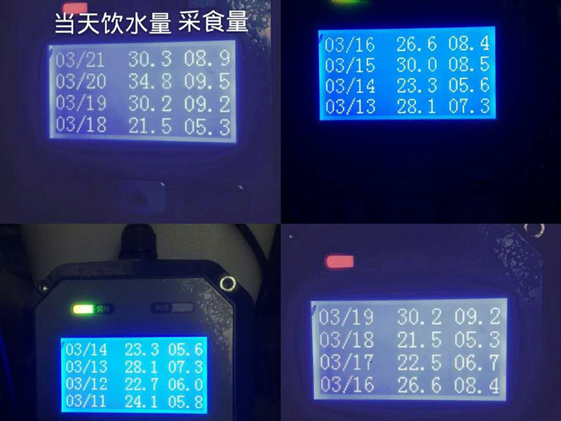 哺乳母豬智能飼喂器