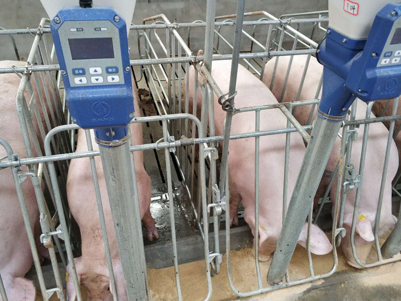 智能單體飼喂器