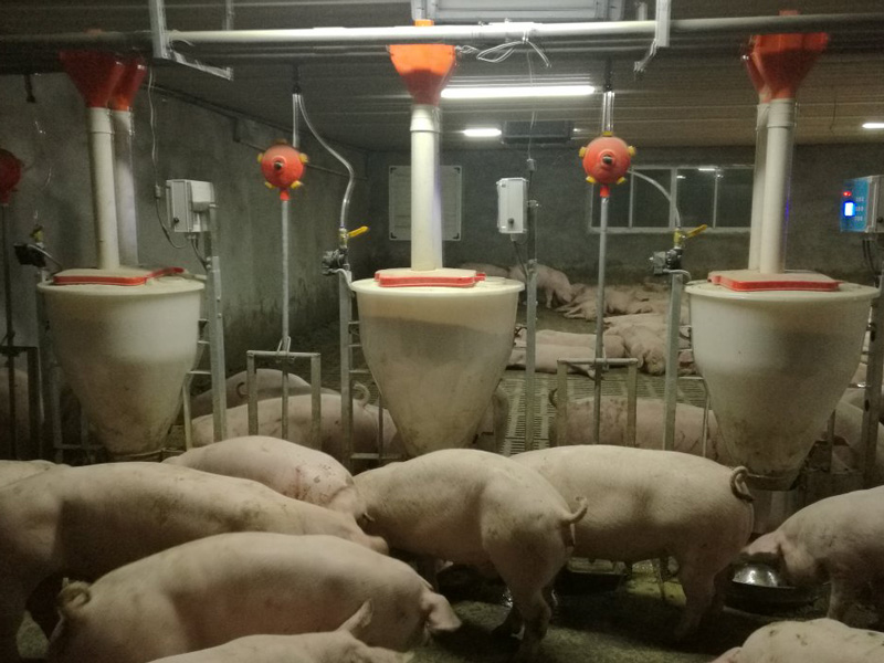 育肥豬智能飼喂器
