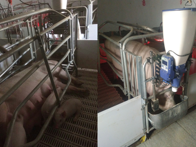 哺乳母豬智能飼喂器 HS200 哺乳母豬智能飼喂器 HS200