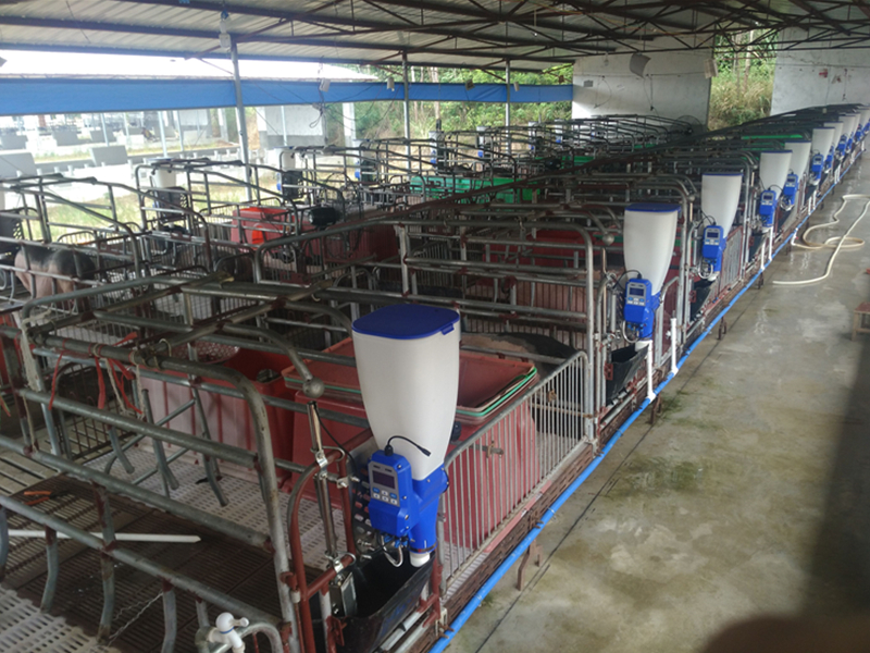 哺乳母豬智能飼喂器 HS200 哺乳母豬智能飼喂器 HS200