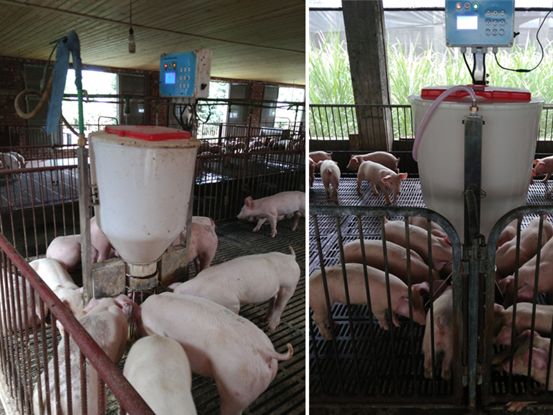 保育豬智能飼喂器 HB200 保育豬智能飼喂器 HB200