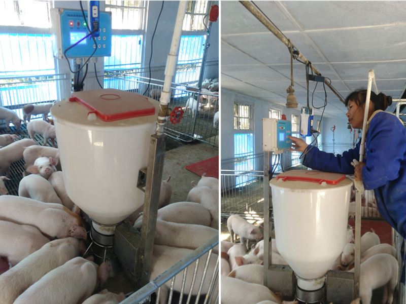 保育豬智能飼喂器 HB200 保育豬智能飼喂器 HB200