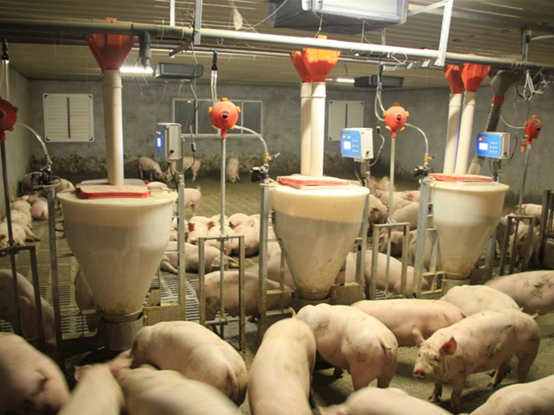 育肥豬智能飼喂器 HF100 育肥豬智能飼喂器 HF100