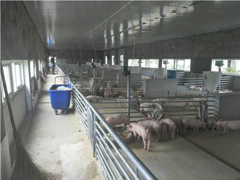 育肥豬智能飼喂器 HF100 育肥豬智能飼喂器 HF100