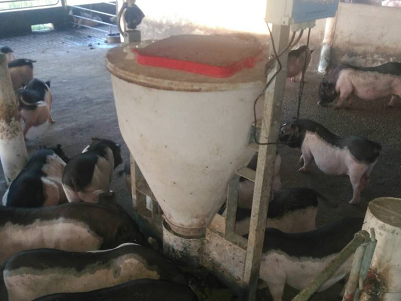 育肥豬智能飼喂器 HF100 育肥豬智能飼喂器 HF100