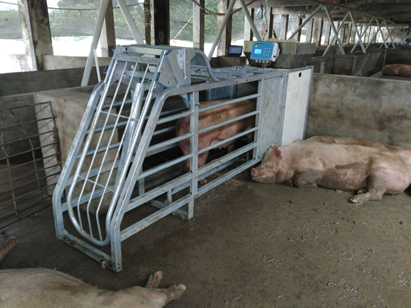 小型母豬電子飼喂站 HG100 小型母豬電子飼喂站 HG100
